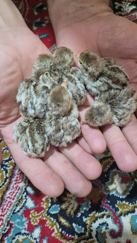 جوجه کبک